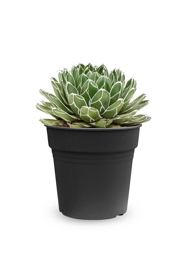 Agawa victoria reginae