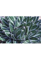 Agawa victoria reginae