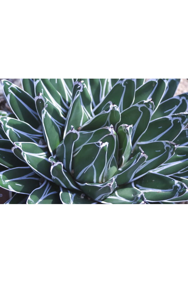 Agawa victoria reginae