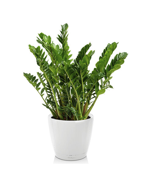 Lechuza Lechuza | Zamiokulkas