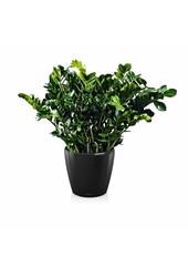 Zamiokulkas w samonawadniającej doniczce Classico