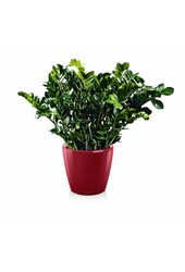 Zamioculcas w samonawadniającym się Classico