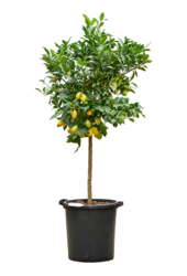 Drzewo cytrynowe XXL