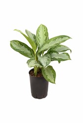 Hydroplant Aglaonema silver bay