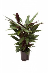 Hydroplant Calathea rufibarba