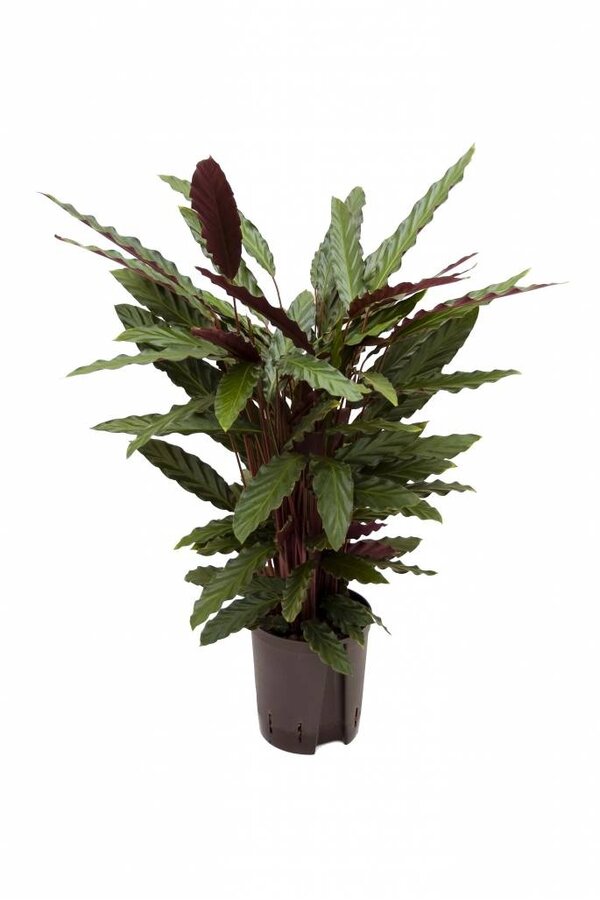 Hydroplant Calathea rufibarba