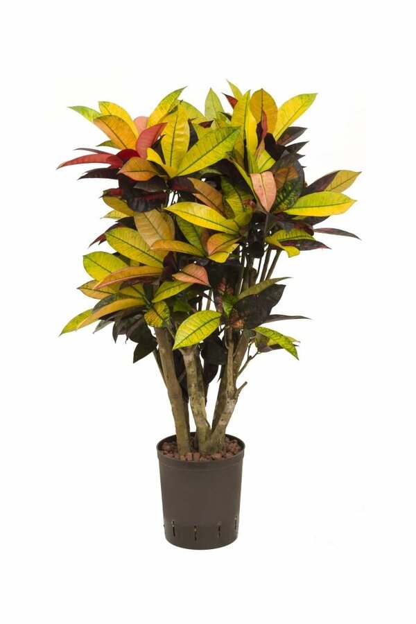Hydroplant Croton (codiaeum) iceton