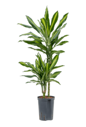 Hydroponiczna Dracena cintho