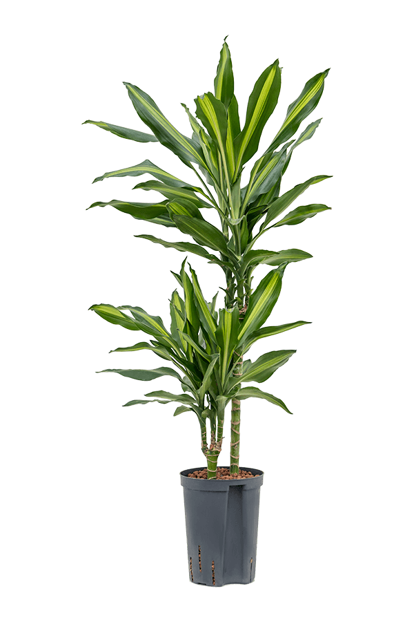 Hydroplant Dracaena cintho