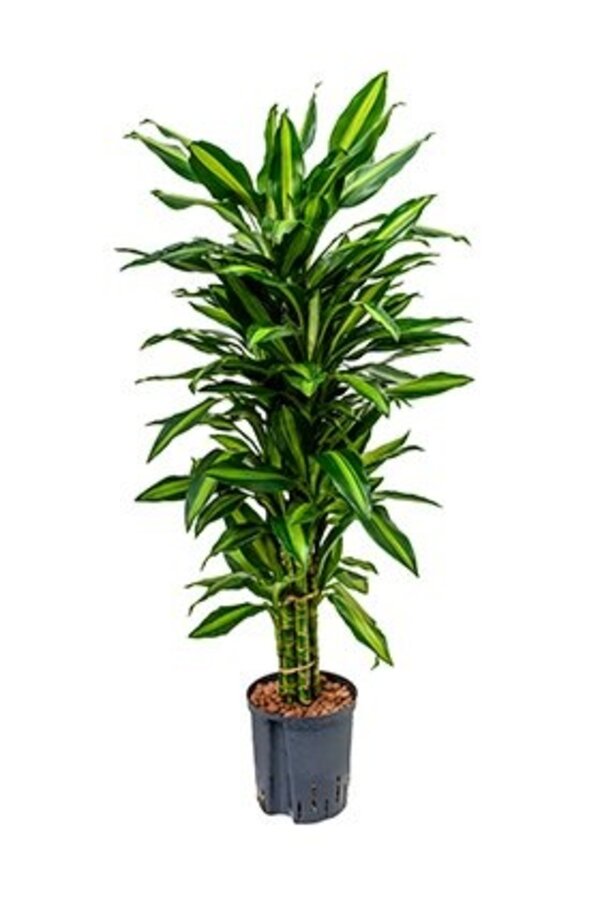 Hydroplant Dracaena cintho