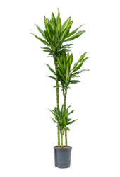 Hydro Roślina Dracena cintho