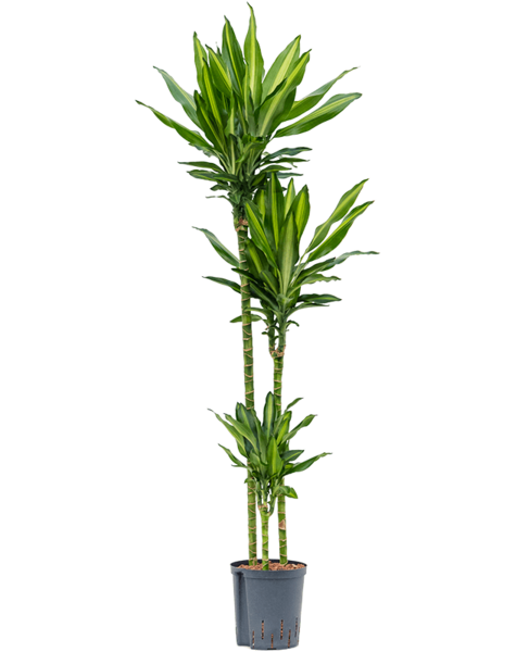 Hydroplant Dracaena
