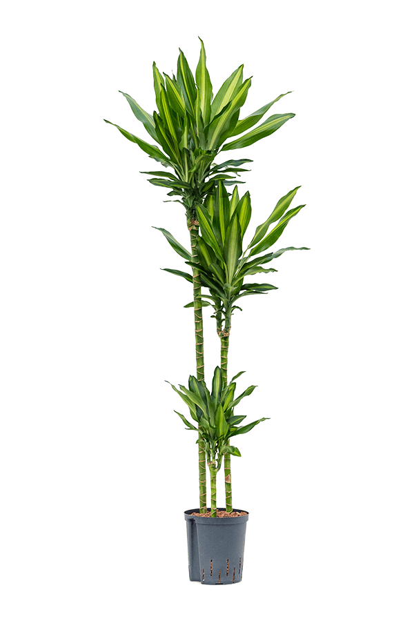 Hydroplant Dracaena cintho