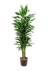 Hydroplant Dracaena cintho