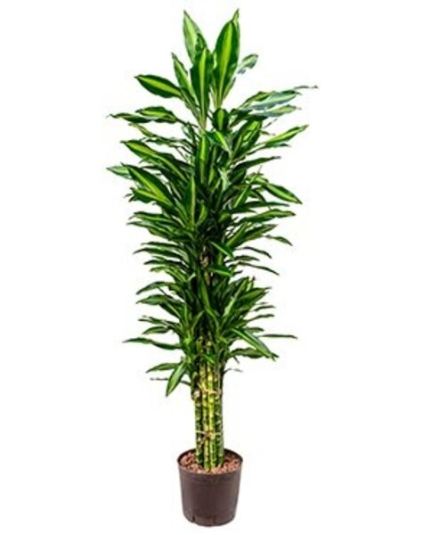 Hydroplant Dracaena