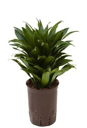 Hydro Roślina Dracena compacta
