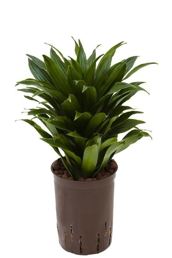 Hydroplant Dracaena compacta