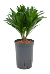Hydroplant Dracena compacta