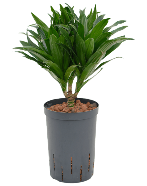 Hydroplant Dracaena