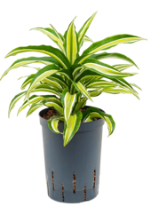 Hydroplant Dracaena Fragrans malaika