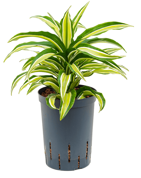 Hydro Roślina Dracena