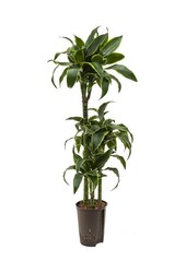 Hydroplant Dracaena dorado