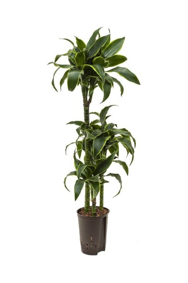 Hydroplant Dracaena dorado