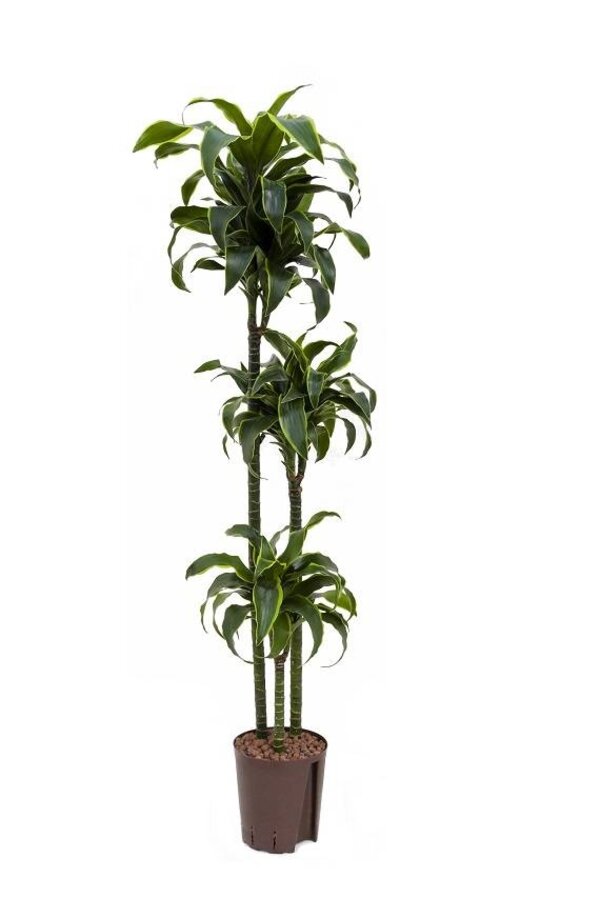 Hydroplant Dracaena dorado