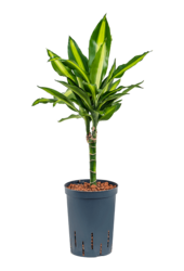 Hydroplant Dracena wonna