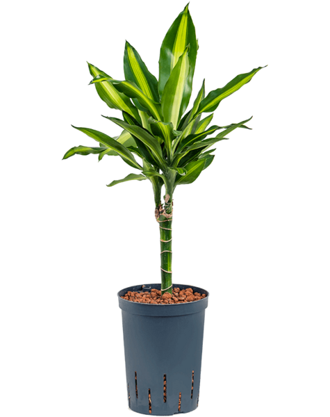 Hydroplant Dracena
