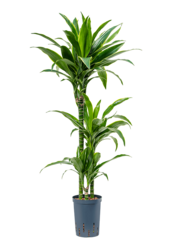 Hydroplant Dracena fragrans