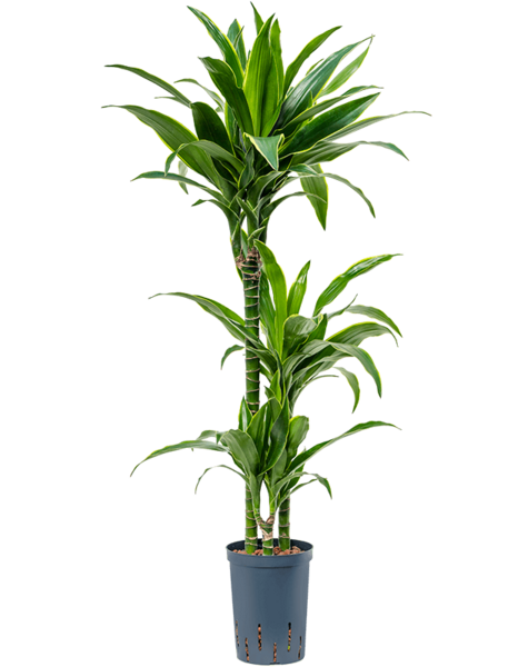 Hydroplant Dracena