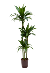 Hydroponiczna Dracena janet craig