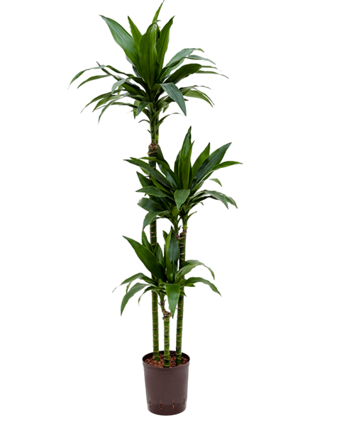 Hydroplant Dracaena