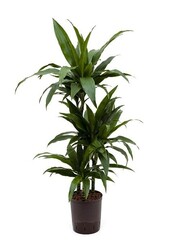 Hydroplant Dracaena janet craig