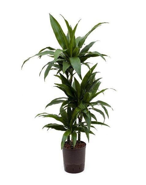 Dracena hydroponiczna