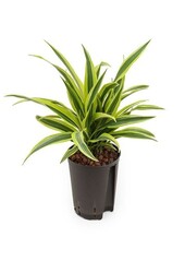 Hydroplant Dracaena lemon lime