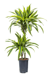 Hydroplant Dracaena lemon lime