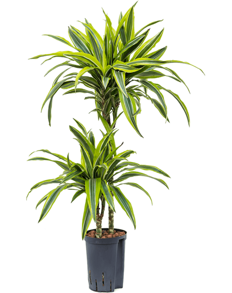 Hydroplant Dracaena