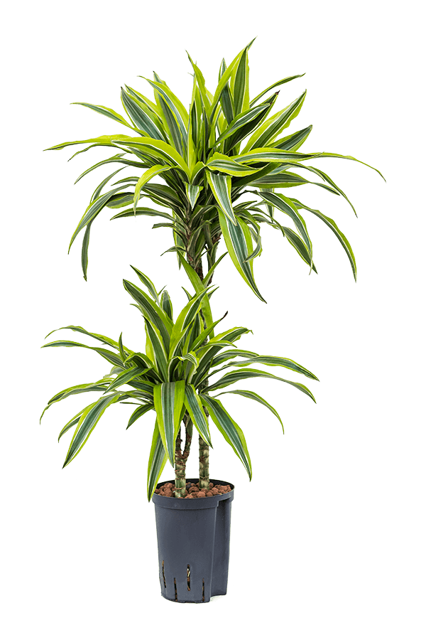 Hydroplant Dracaena lemon lime
