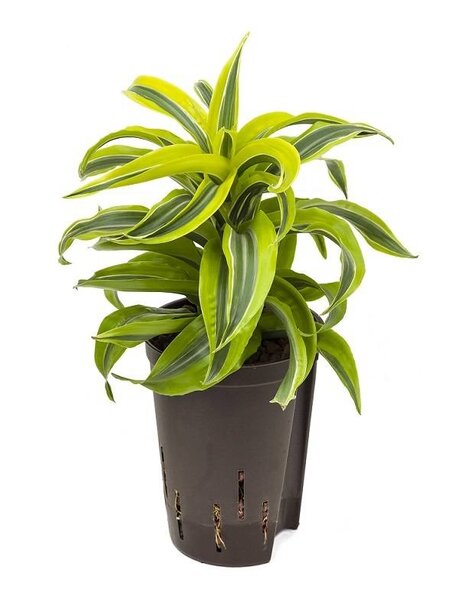Hydroplant Dracaena