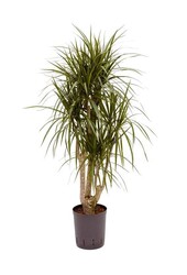 Hydro Roślina Dracena marginata