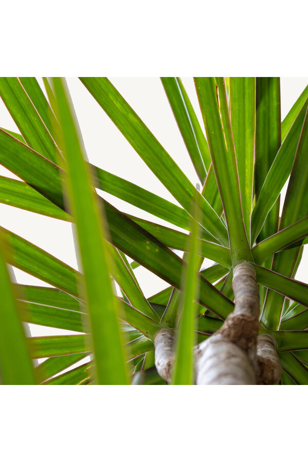 Hydroplant Dracaena marginata