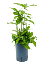 Hydroplant Dracaena surculosa