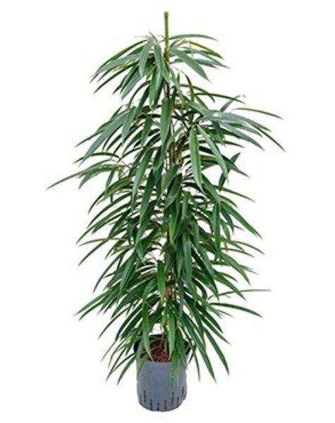 Hydroplant Ficus alii