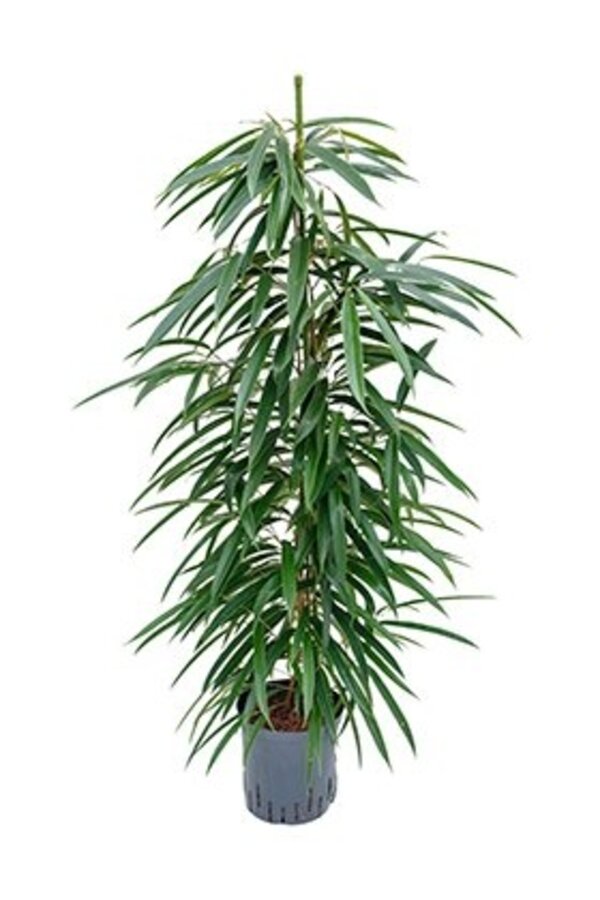 Roślina hydroponiczna Ficus alii