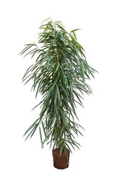 Hydroplant Ficus alii