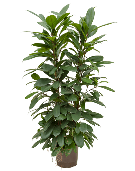 Hydroplant Ficus cyathistipula