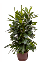 Hydroplant Ficus cyathistipula