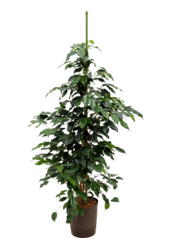 Hydroplant Ficus danielle